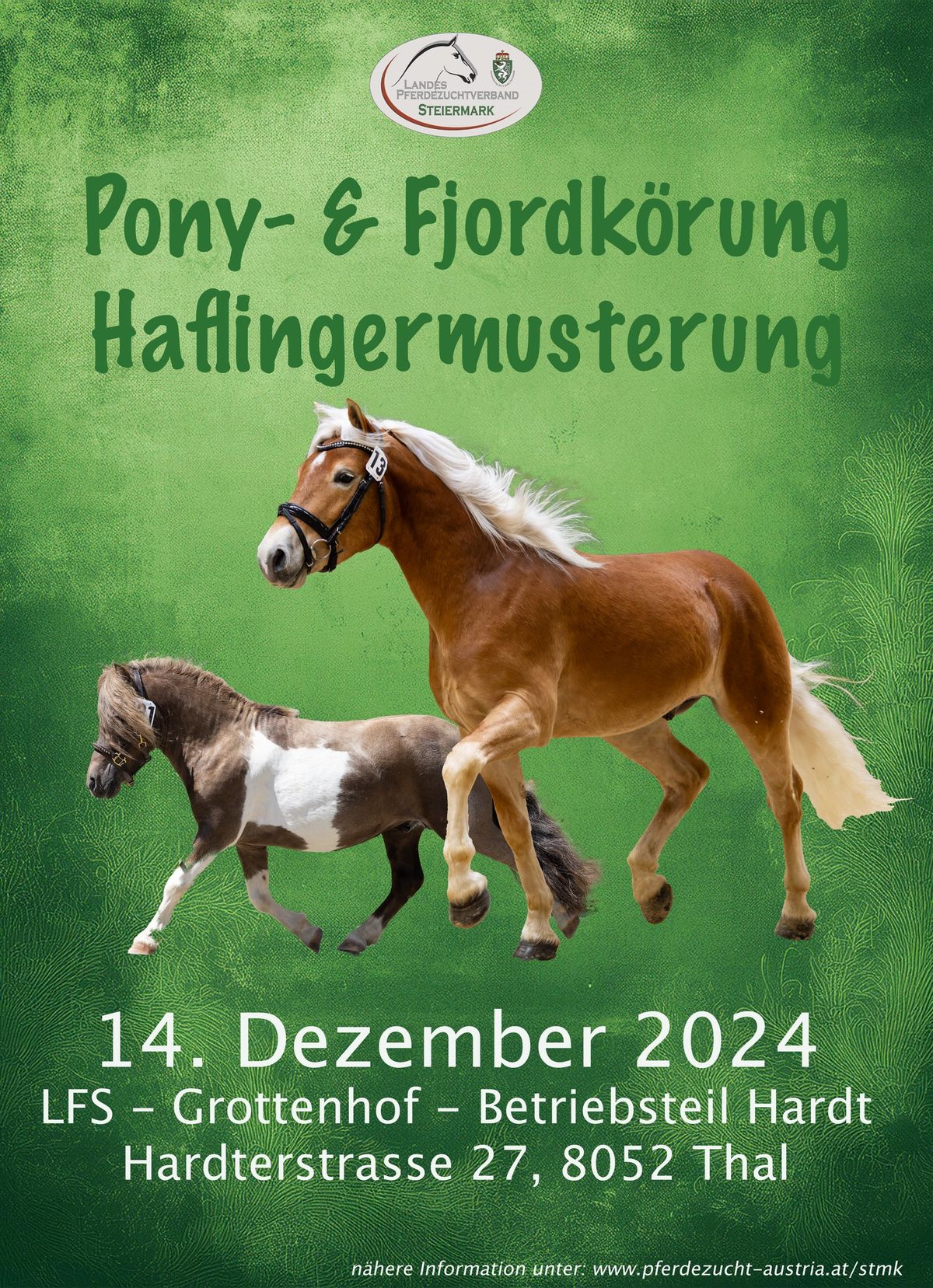 Pony- & Fjordk\u00f6rung - Haflingermusterung