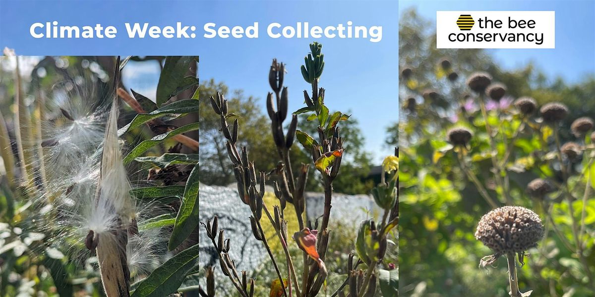 Climate Week: Seed Collecting with The Bee Conservancy @ Governors Island