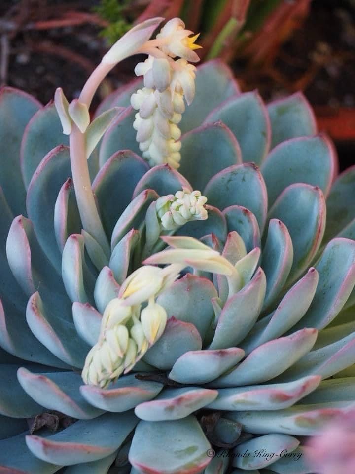 Sustainable Succulents: Perfect Plants - San Jose