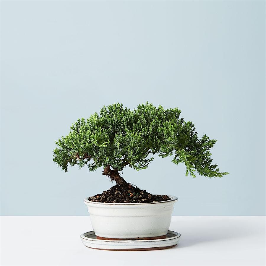 Bonsai Class