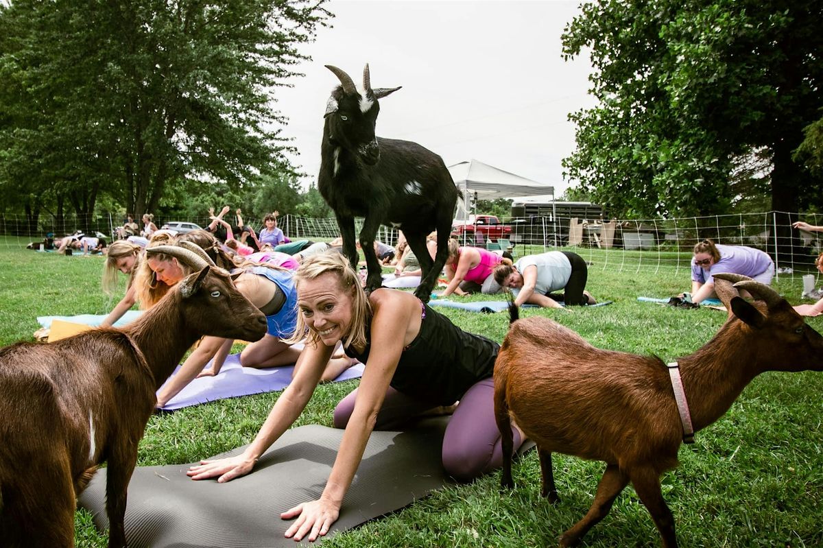 Goat Yoga at New Town - St. Charles, MO