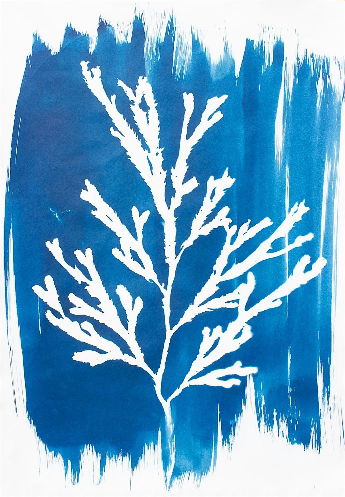 Cyanotype Workshop