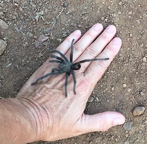 Tarantula Trek for Families