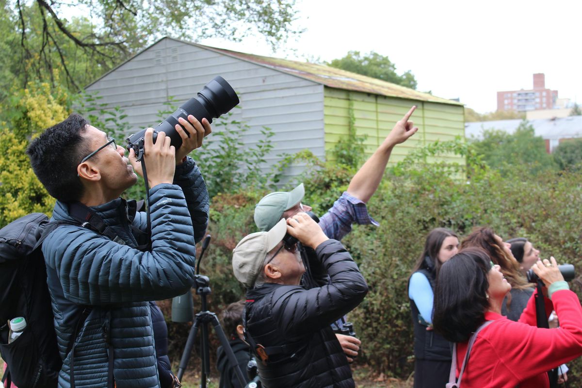 Fall Bird Walks with NYC Birds Alliance