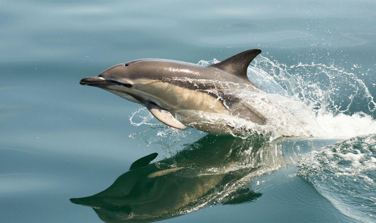 Whales and dolphins with Carl Chapman