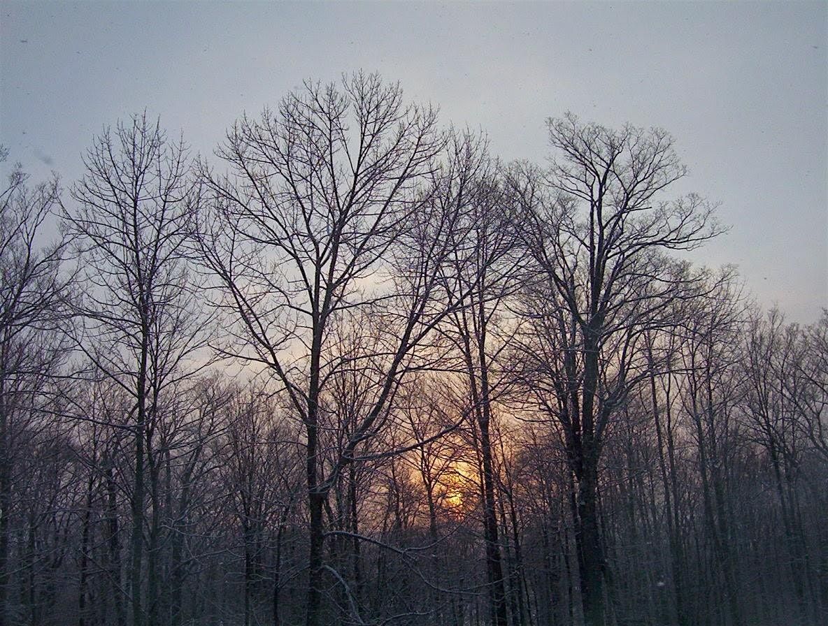 Stick Season Poetry - A Four Week Nature-Inspired Poetry Class