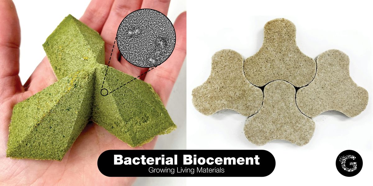 Bacterial Biocement: Growing Living Materials