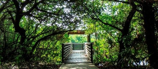 MORNING BOTANIZING at FRENCHMAN'S FOREST NATURAL AREA with Helen & Julia PALM BEACH GARDENS, FL