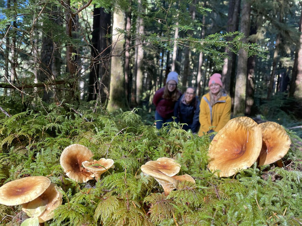 Mushroom Mania:  A Fungal Foray Further Afield