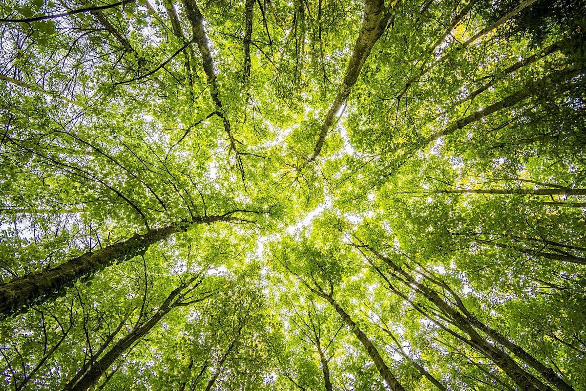 Forest Bathing at Clowes Wood, Solihull