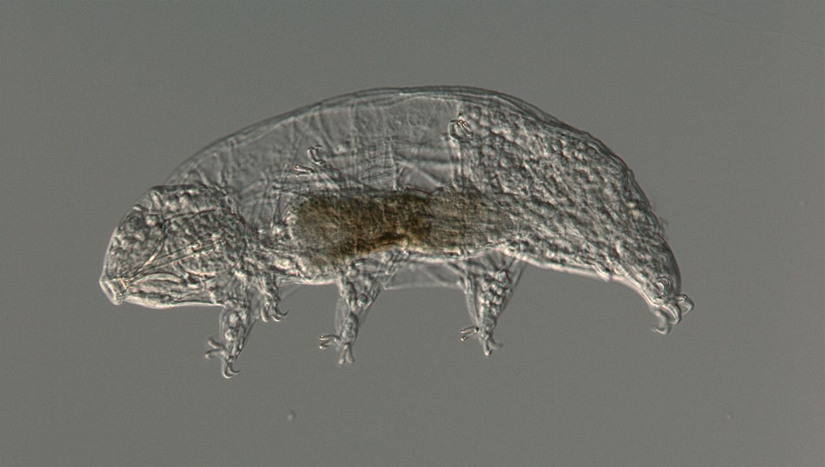 Transmitted light microscopy