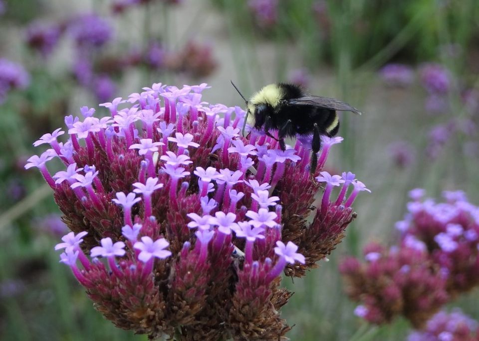 POLLINATOR WEEK: Appreciating our Garden Pollinators - Talk & Walk