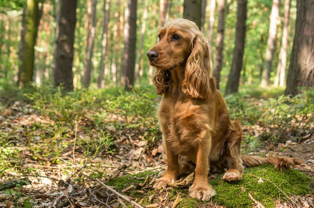 Spaniel - Play Session - Llangefni