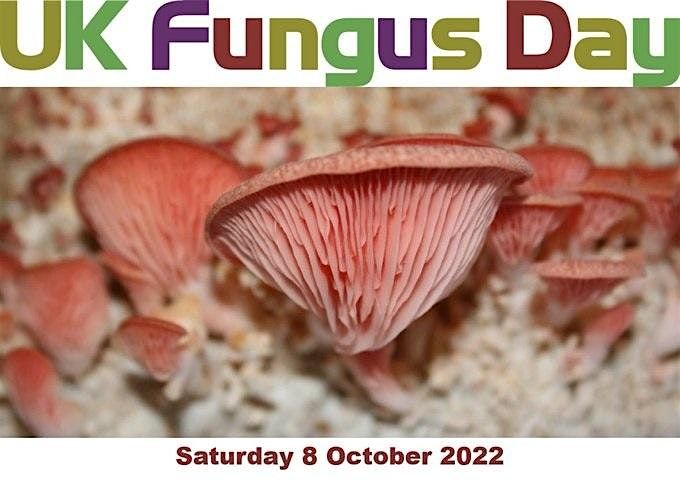 UK Fungus Day at Queenswood Arboretum