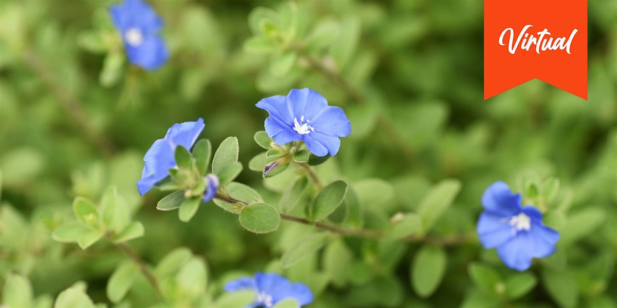 Salt Tolerant Plants