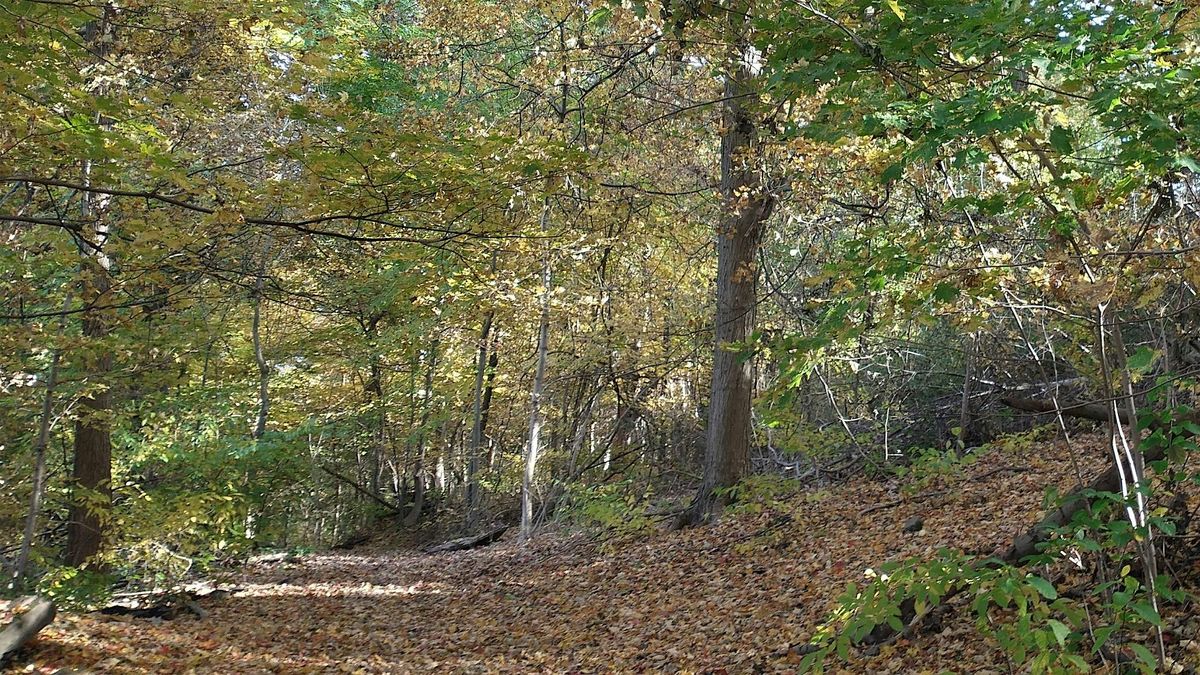 Oldest Trees of Elm Leaf Park