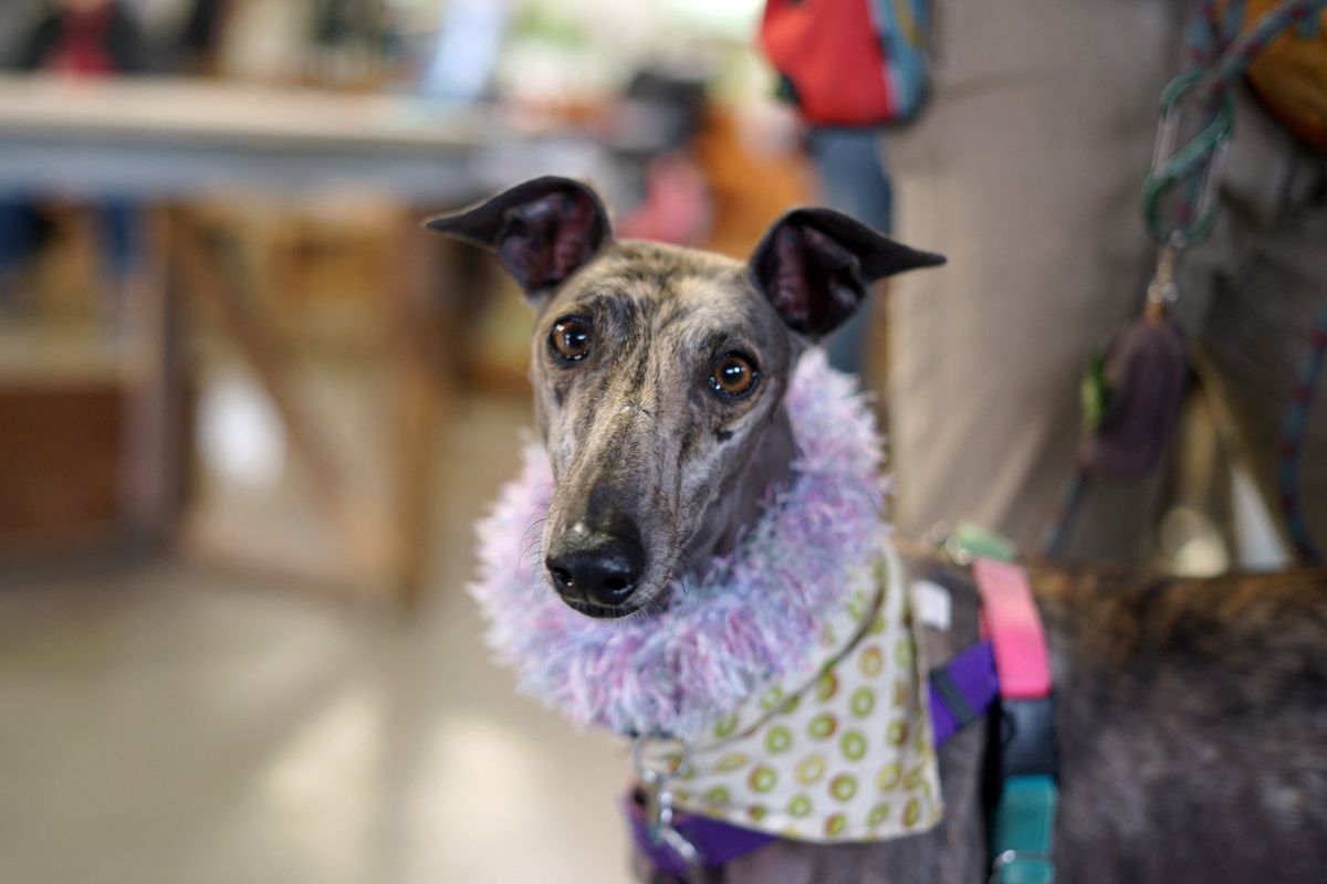 January Meet and Greet at North Spokane PetSmart