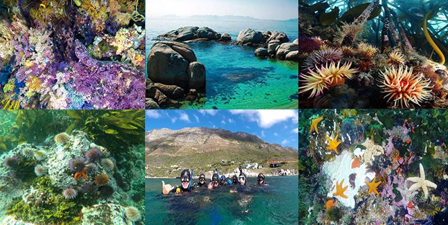 2 Spots Left - Kelp Forest & Marine Snorkelling in Simons Town, No Exp Required