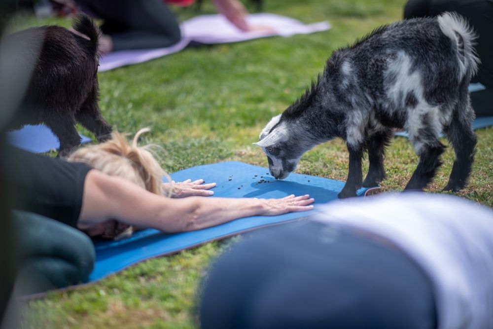 Goat Yoga