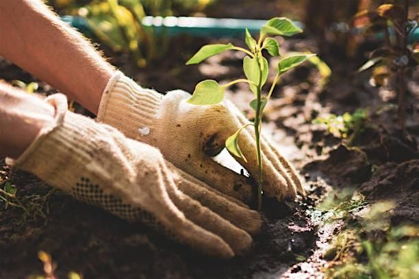 Florida Gardening