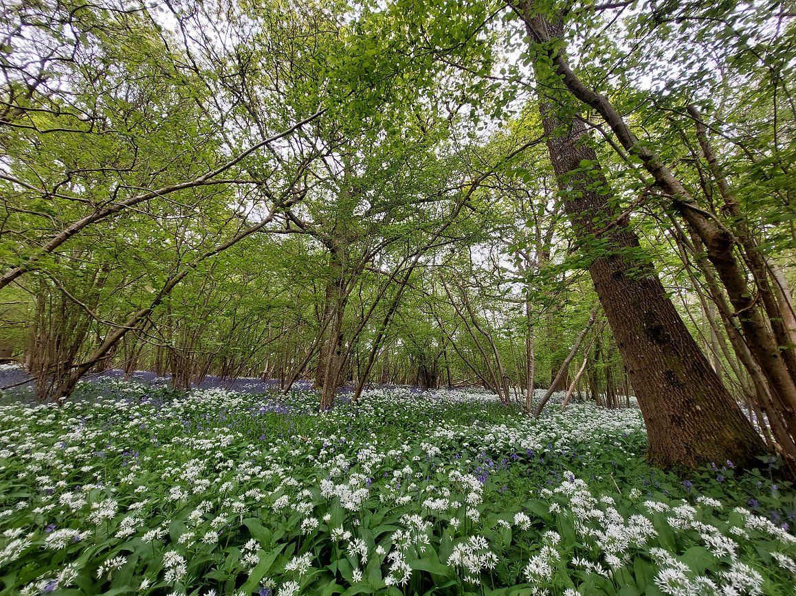 Forest Bathing Wellness Experience With Wine Tasting