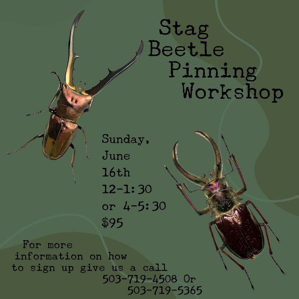 Stag Beetle Pinning Workshop