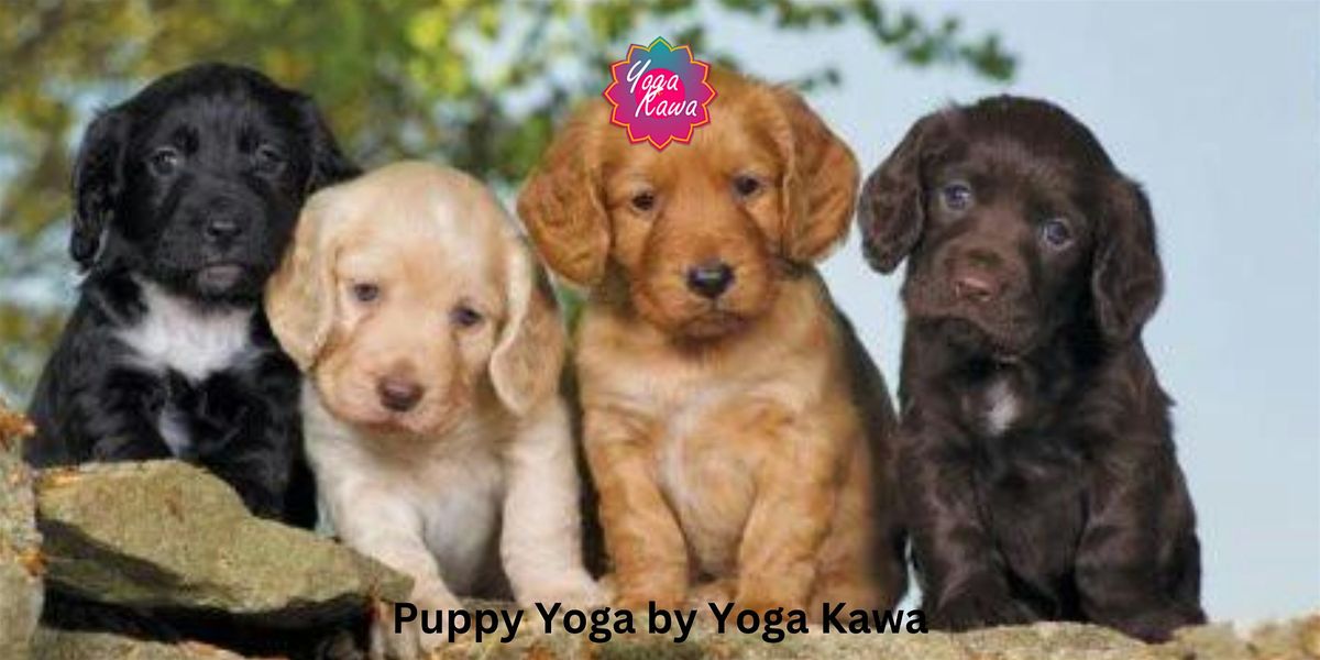 Puppy Yoga (Family-Friendly) by Yoga Kawa Markham with Cocker Spaniel