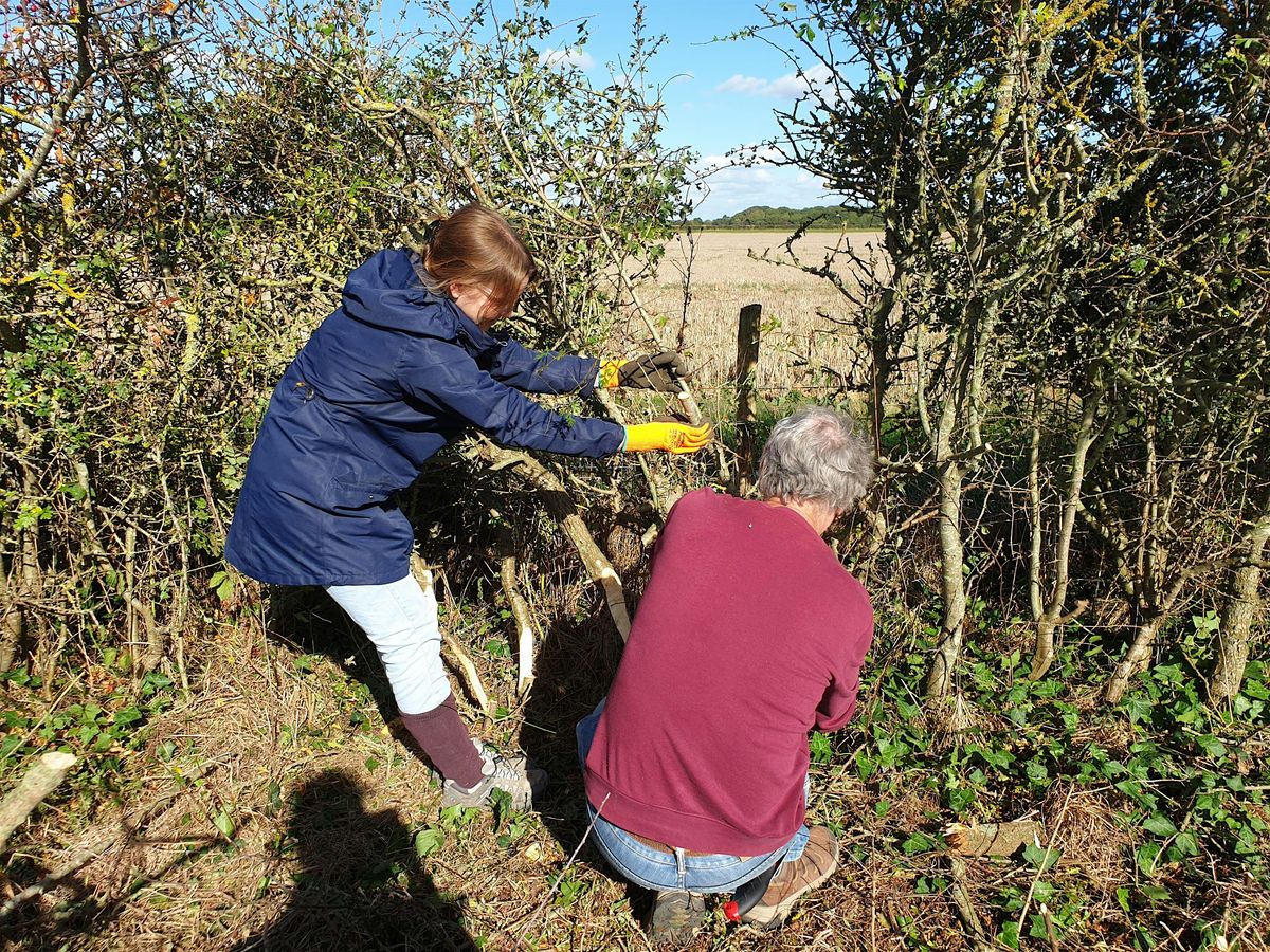 Hedge laying workshop Thurs14th Nov - The Hampshire Hedge, CPRE Hampshire