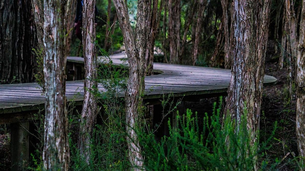 EcoWalk: Unique Preserves of Sarasota County - Manasota Scrub