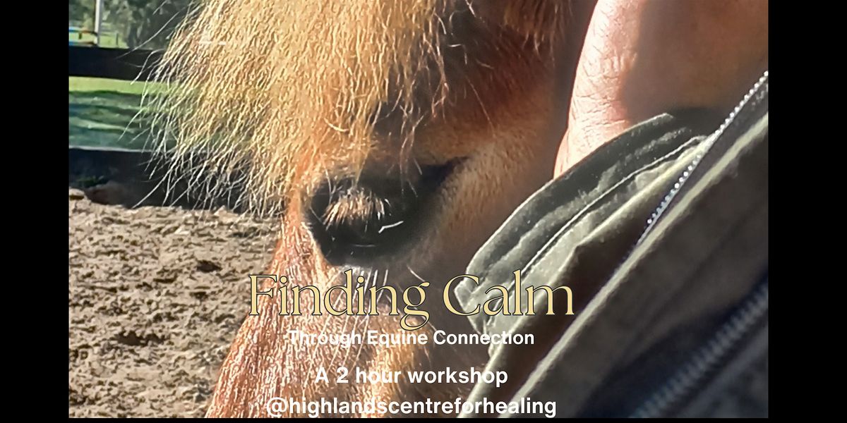 Finding Calm Through Equine Connection