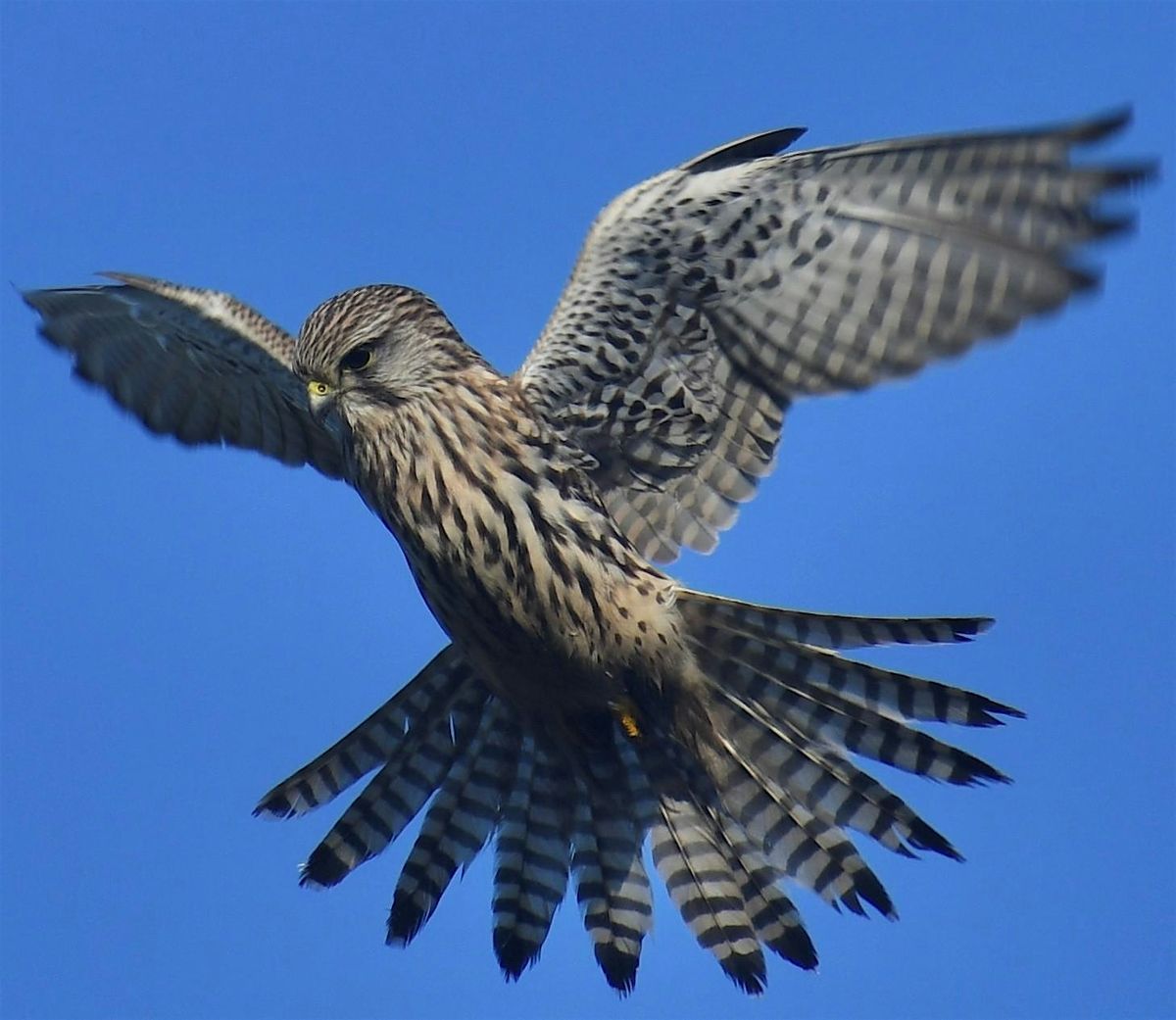 Cambridge Photography Week - Guided Nature Photography Walks