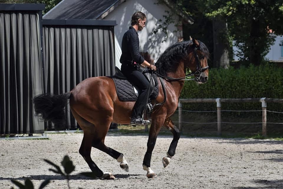 Stage de Dressage avec Ramon Molina