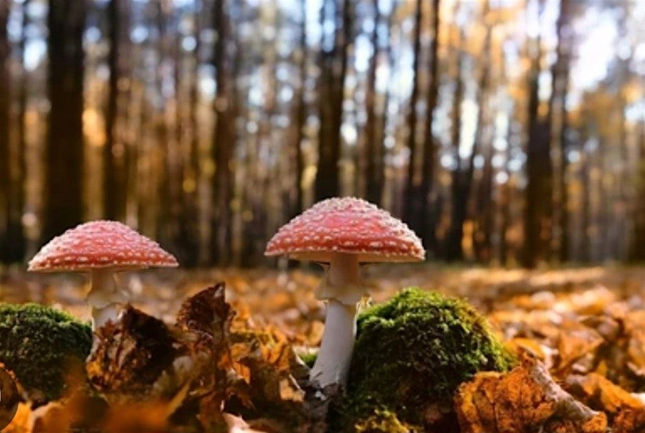 Autumn Forest Bathing and Fungal Foray