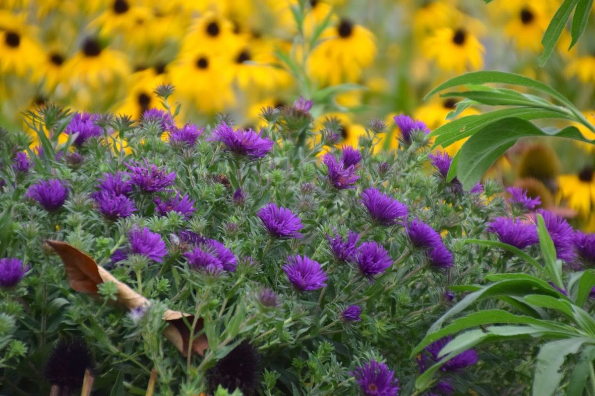 Nature in the Home Landscape 