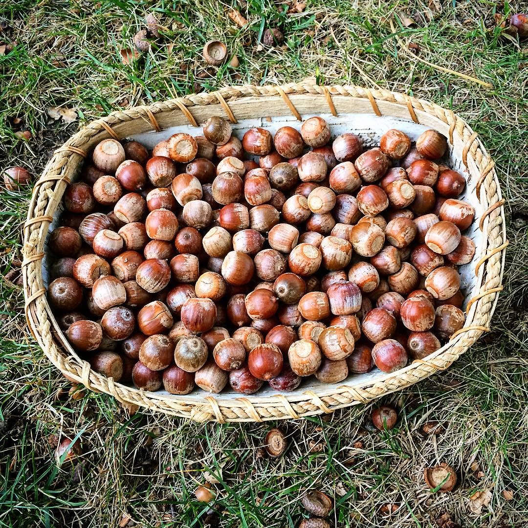 How To Eat Acorns