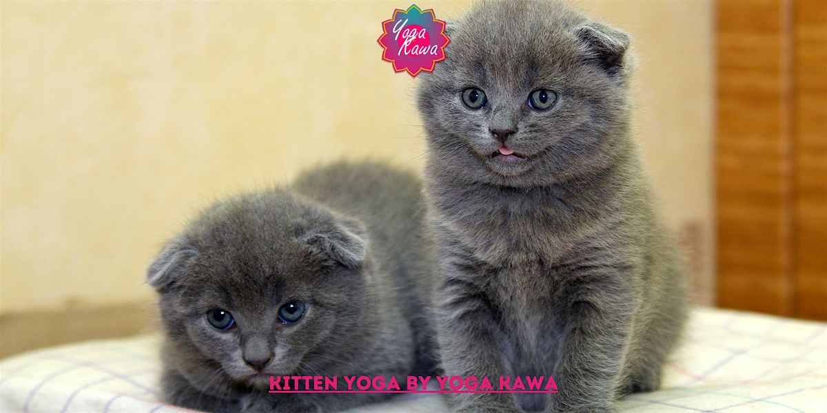 Kitten Yoga (Adults-Only) by Yoga Kawa Toronto Scottish Fold