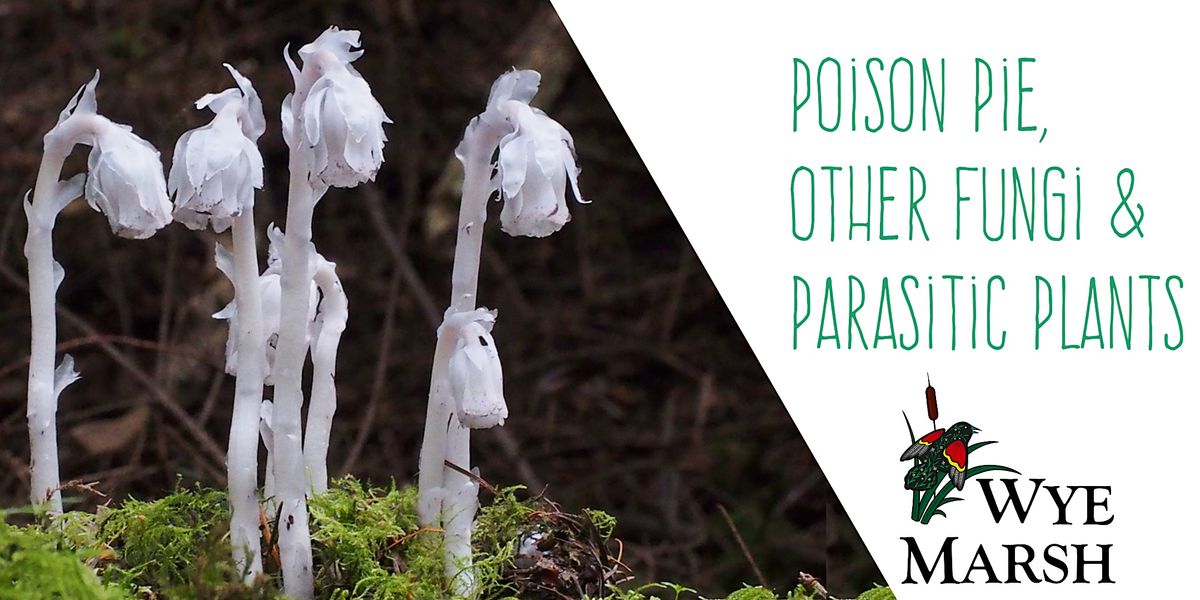 Poison Pie, Other Fungi, & Parasitic Plants, Wye Marsh Wildlife Centre ...