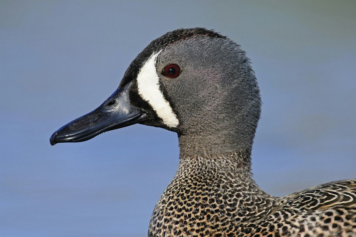 Waterfowl ID with Sample Duck Recipe Tasting