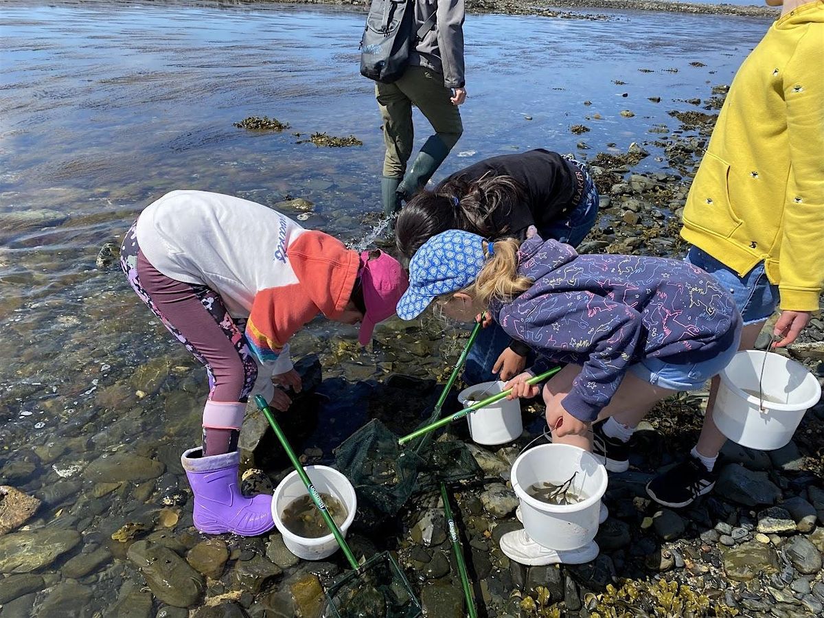 Rockpool Ramble