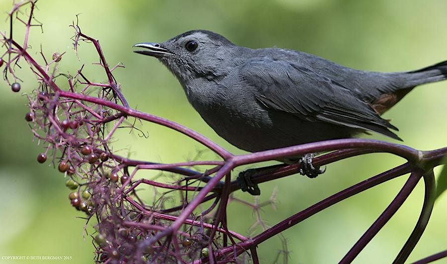 Highbridge Bird Walk with Ken Chaya