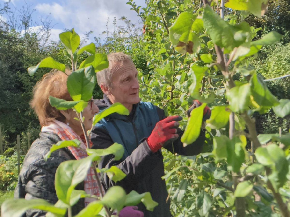 Fruit Tree Pruning