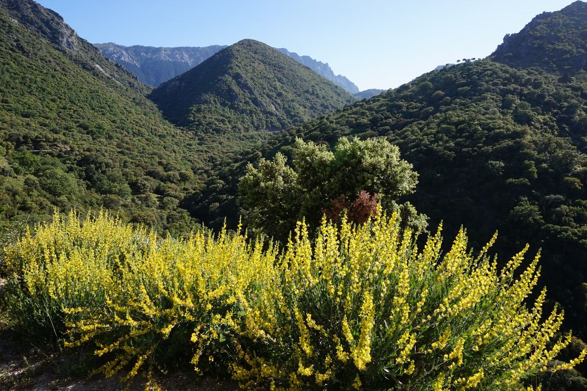 EL SENDERO DEL PINSAPAR