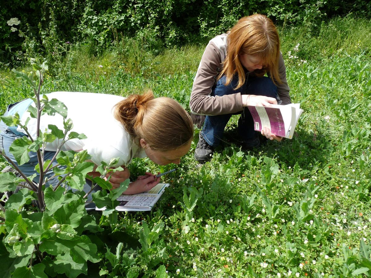 Autumn Botany Evening Classes - Maidstone