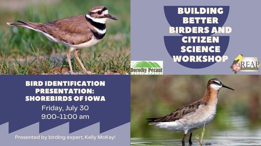 Bird Identification Presentation: Shorebirds of Iowa