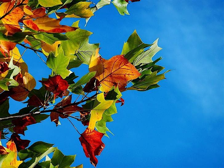 Fall Color & Tree ID - Intensive