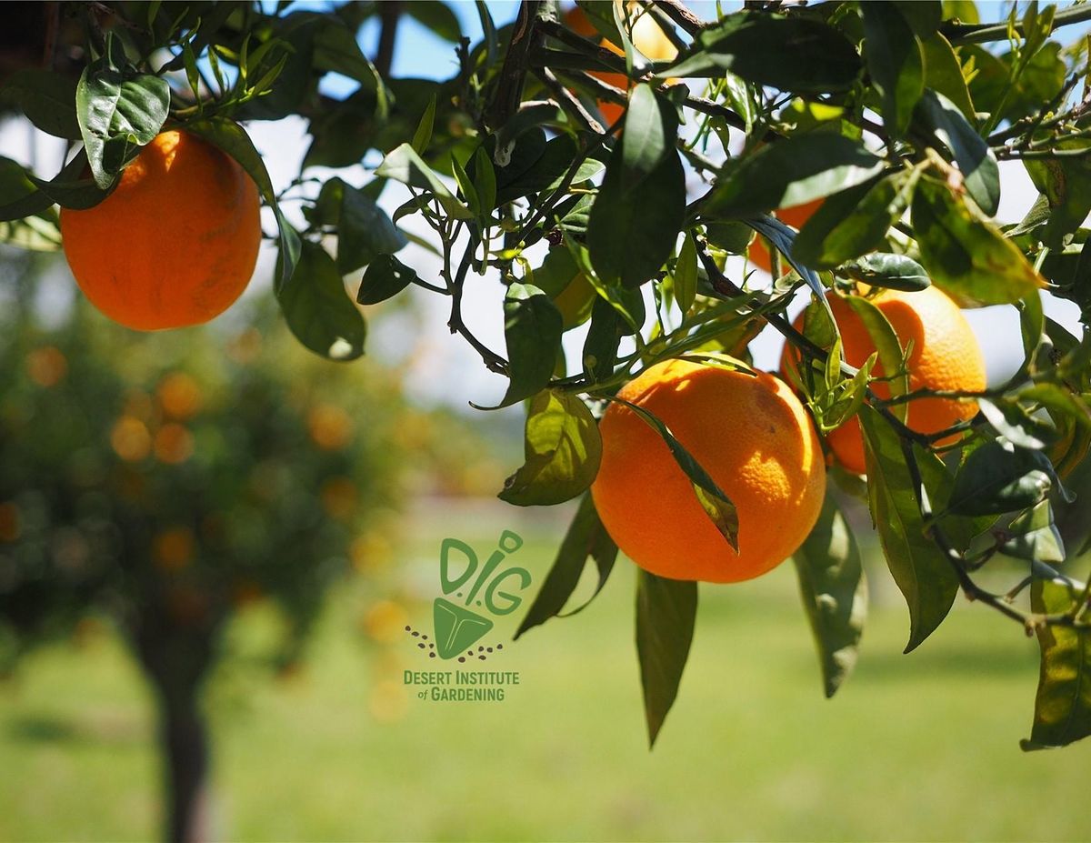 DIG ONLINE: Citrus Primer - Selection, Care, Pests and Diseases