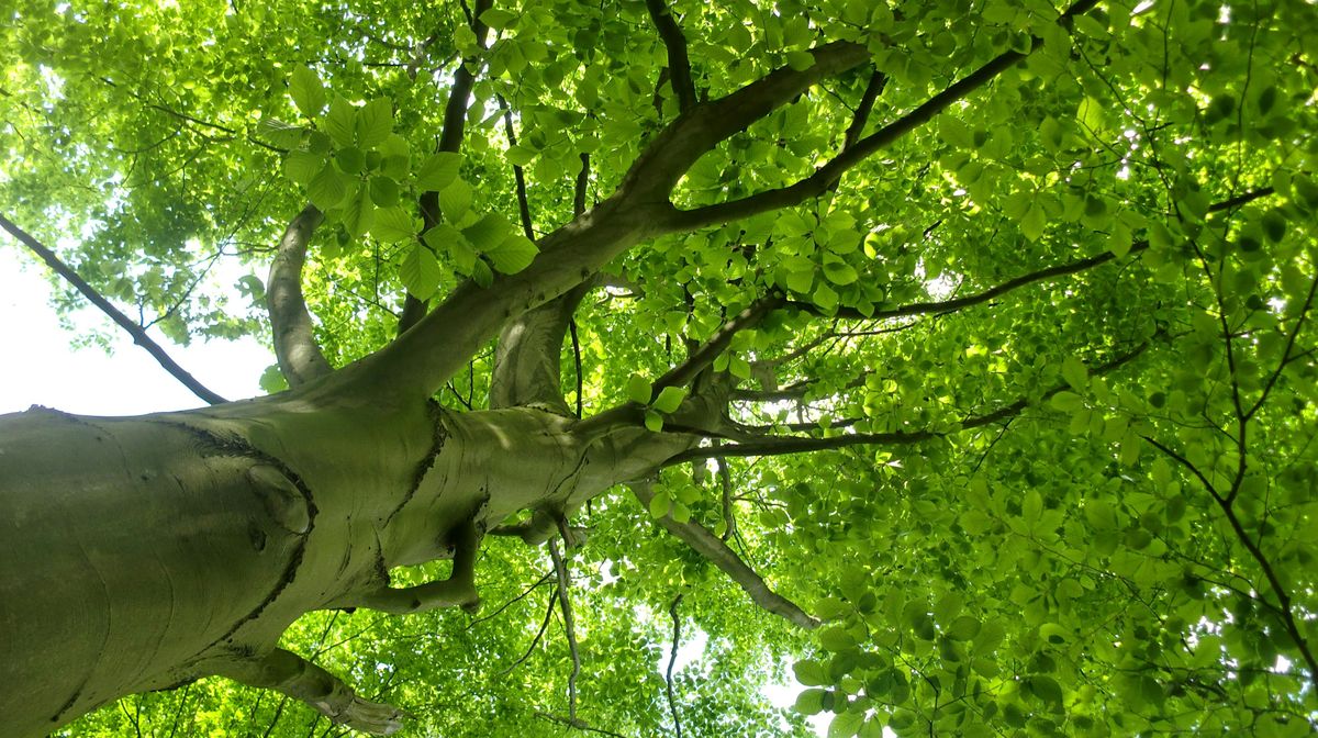 Bomenwandeling in het Amstelpark, Amsterdam