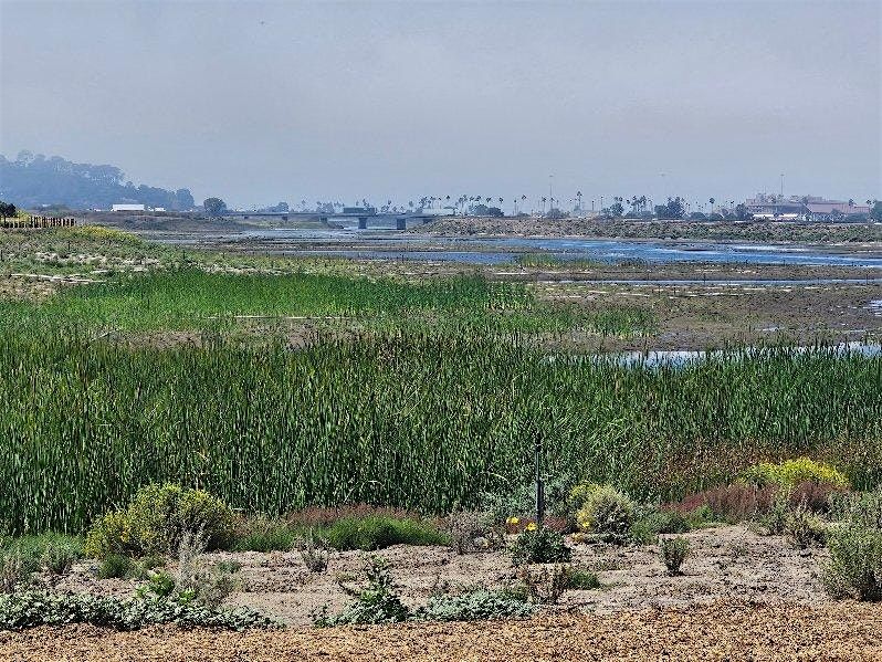 Guided Hike - San Dieguito Lagoon Tidal Trail