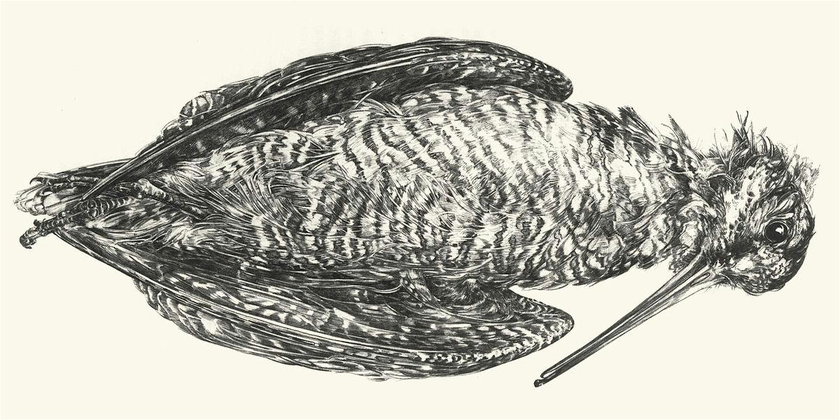 Drawing Birds Wings: Anatomy Day