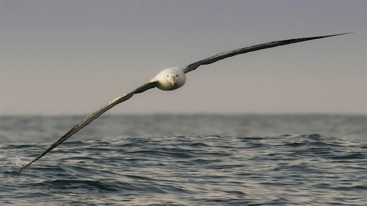 Talk: Saving the Albatross - Conservation Action on the High Seas